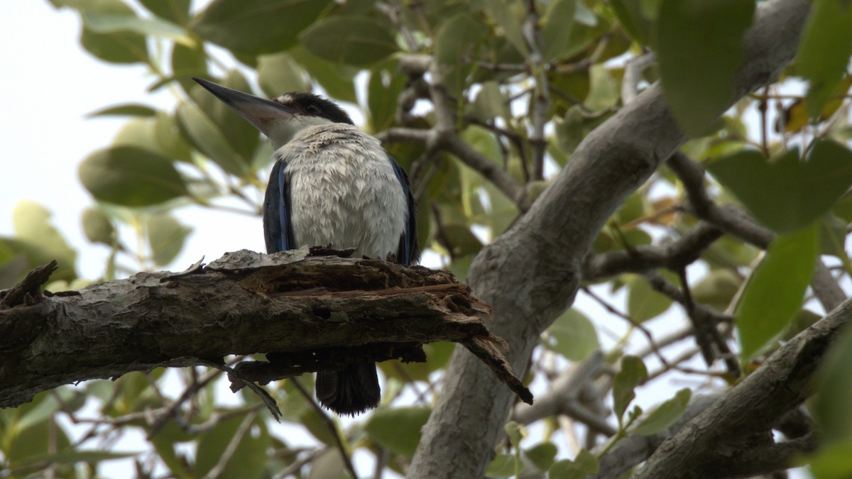 Torresian Kingfisher - ML645881019