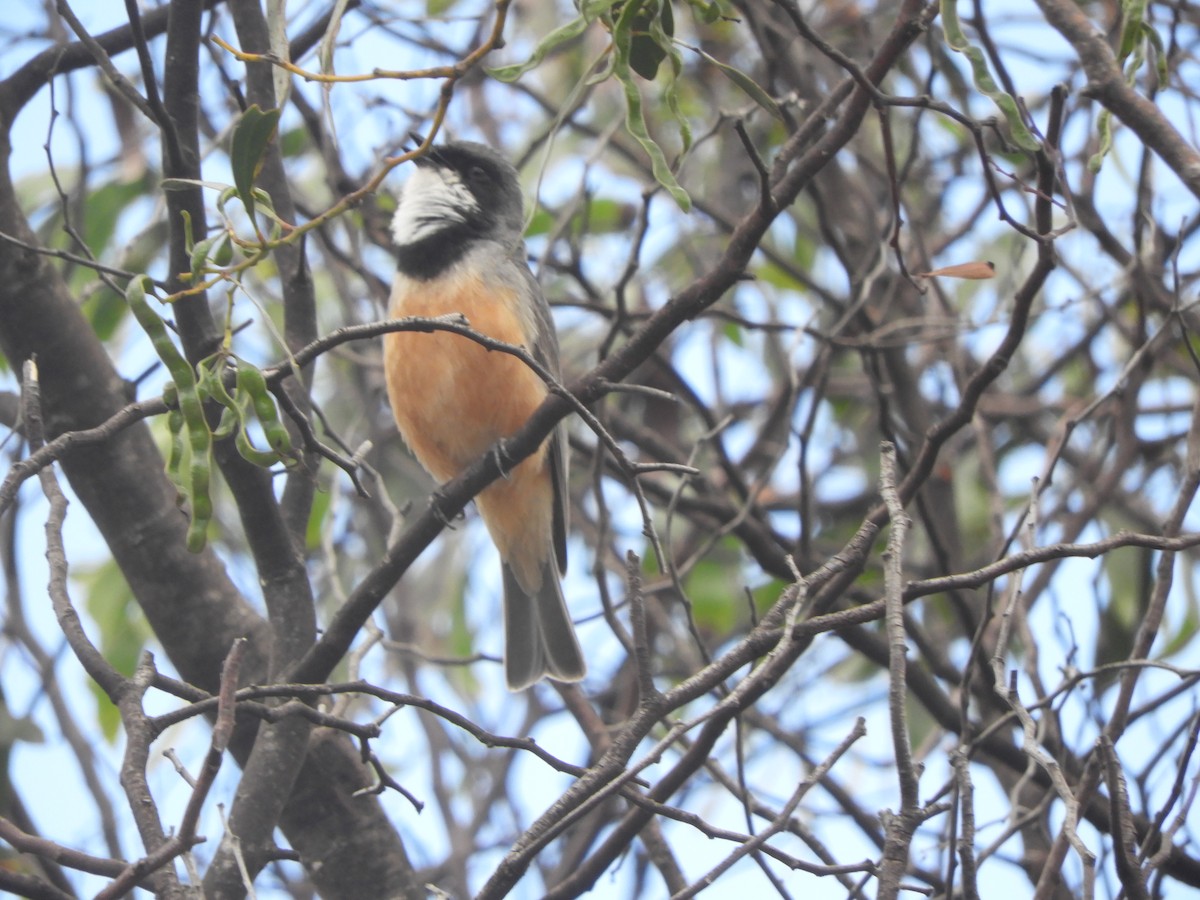 Rufous Whistler - ML645881023