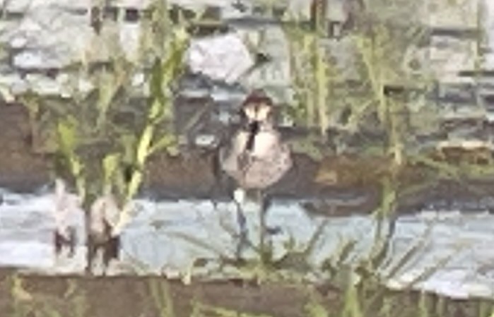 Western Sandpiper - ML645881025