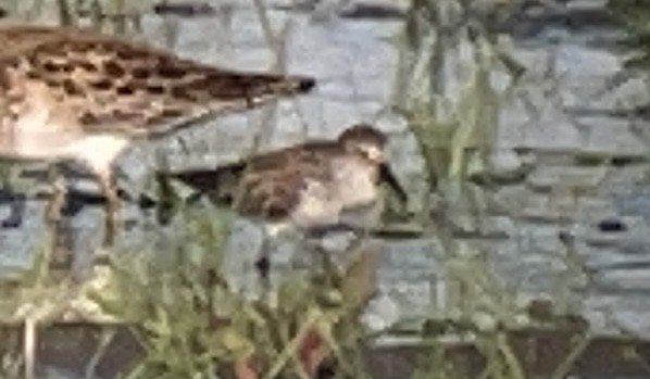 Western Sandpiper - ML645881026
