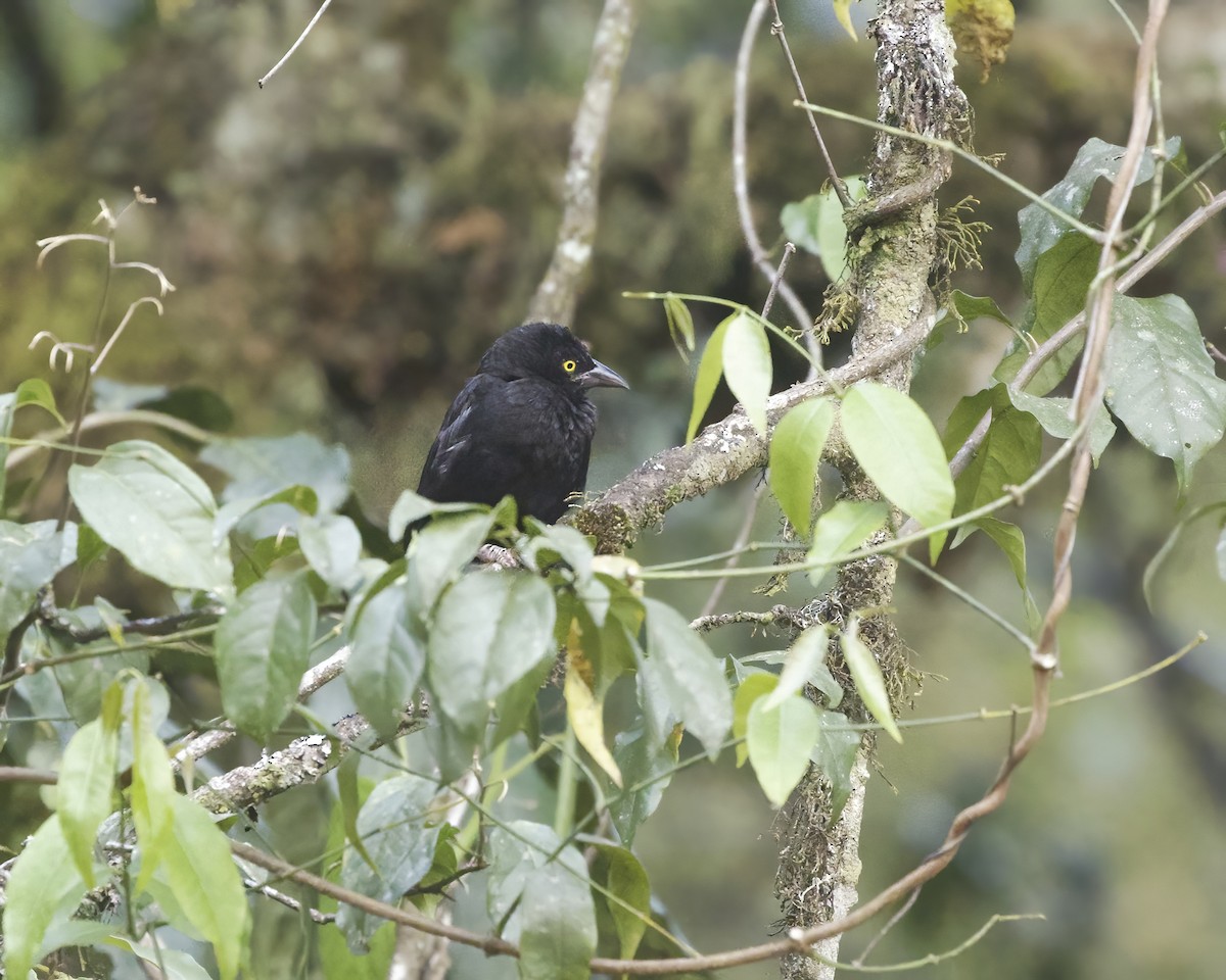 Vieillot's Black Weaver - ML645881028