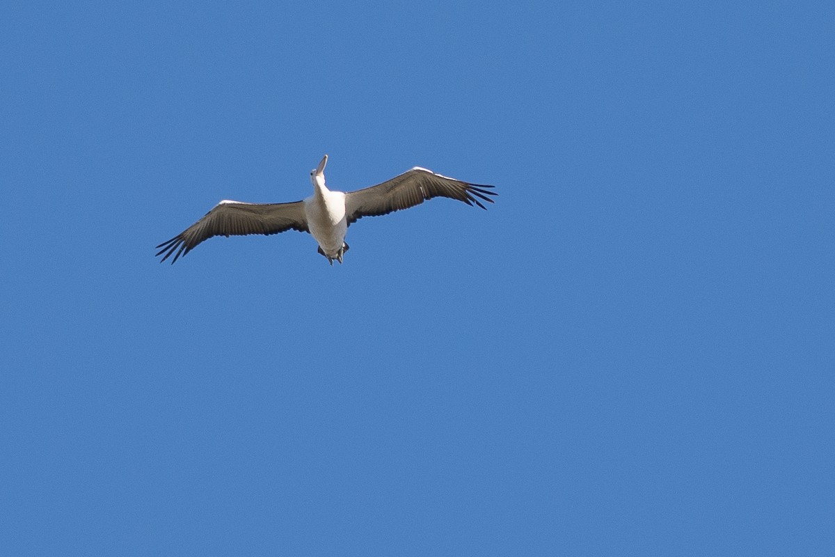 Australian Pelican - ML645881030