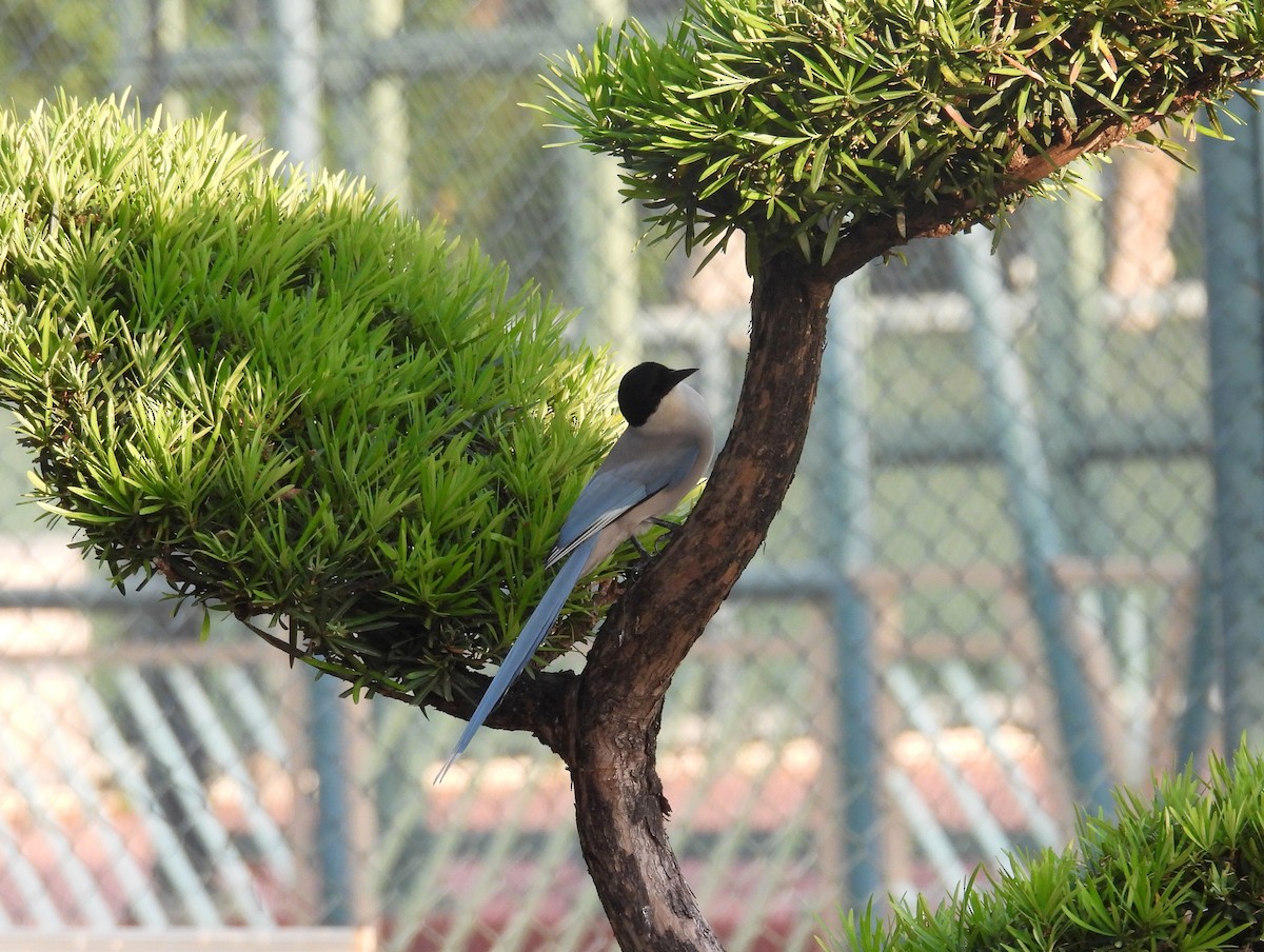 Azure-winged Magpie - ML645881032