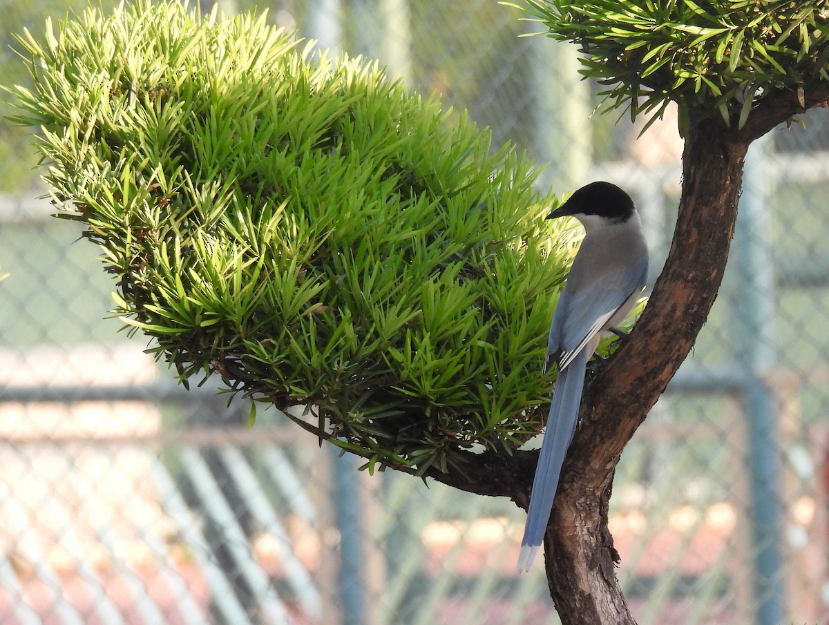 Azure-winged Magpie - ML645881033