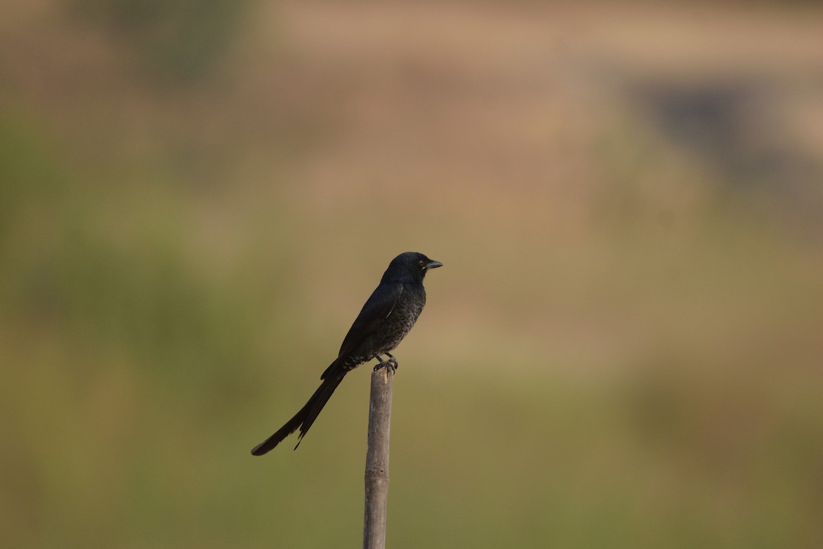 Black Drongo - ML645881034