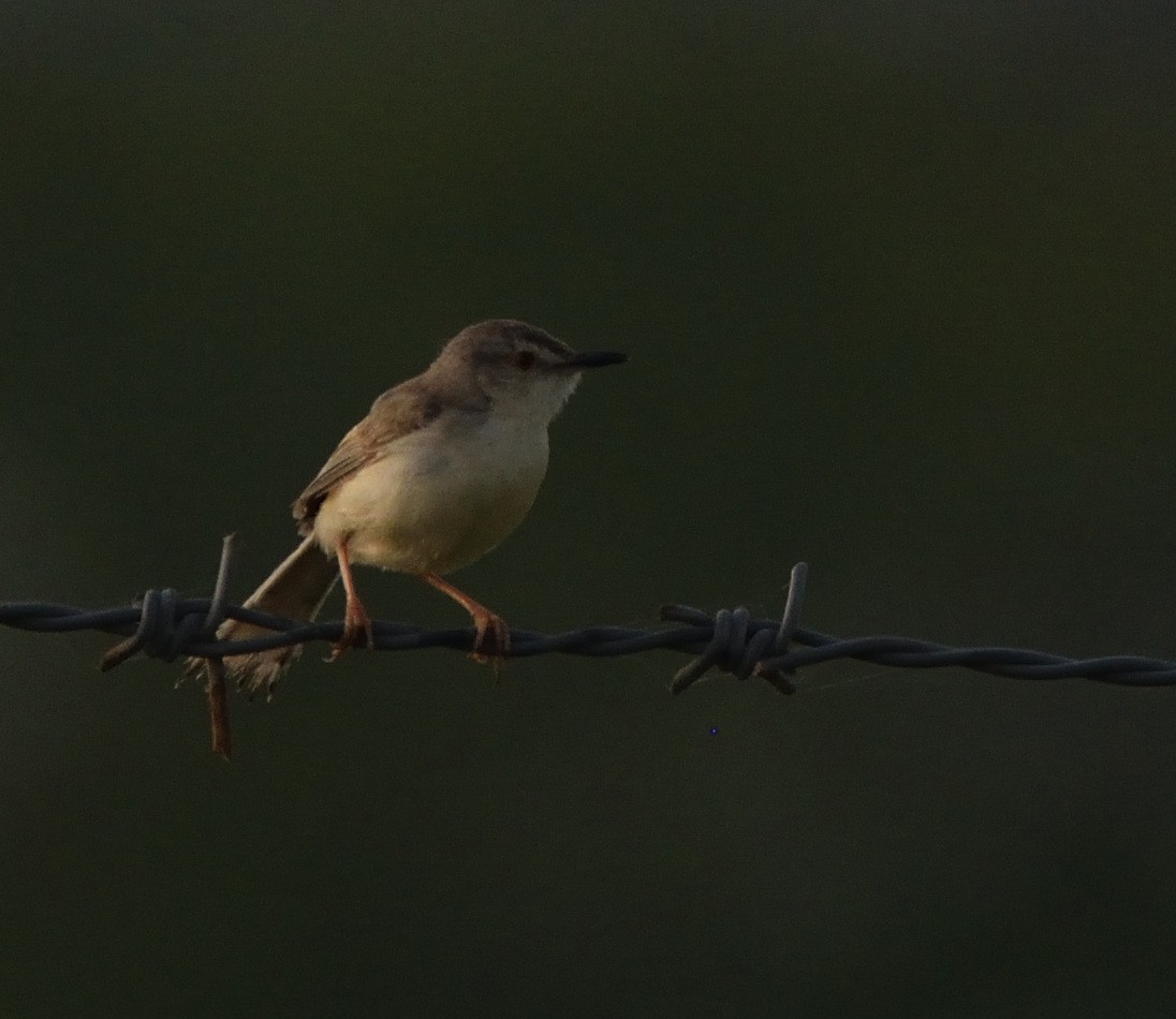 Plain Prinia - ML645881039