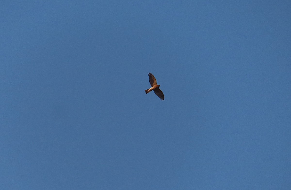 Eurasian Sparrowhawk - ML645881040