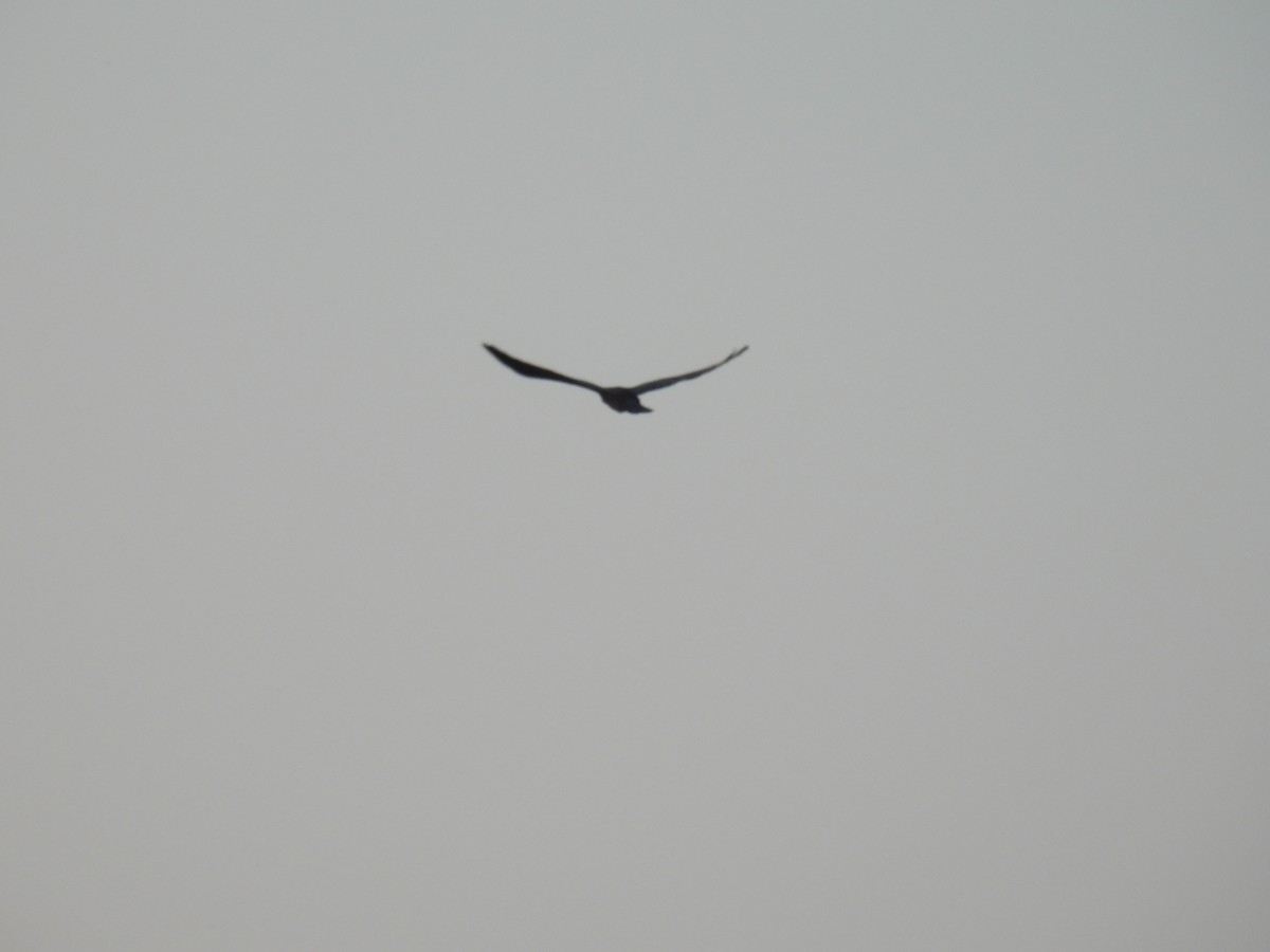 Large-billed Crow - ML645881041