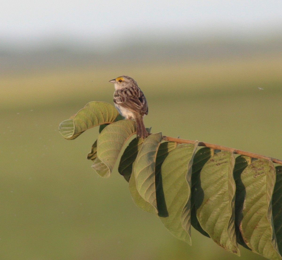 Yellow-browed Sparrow - ML645881042