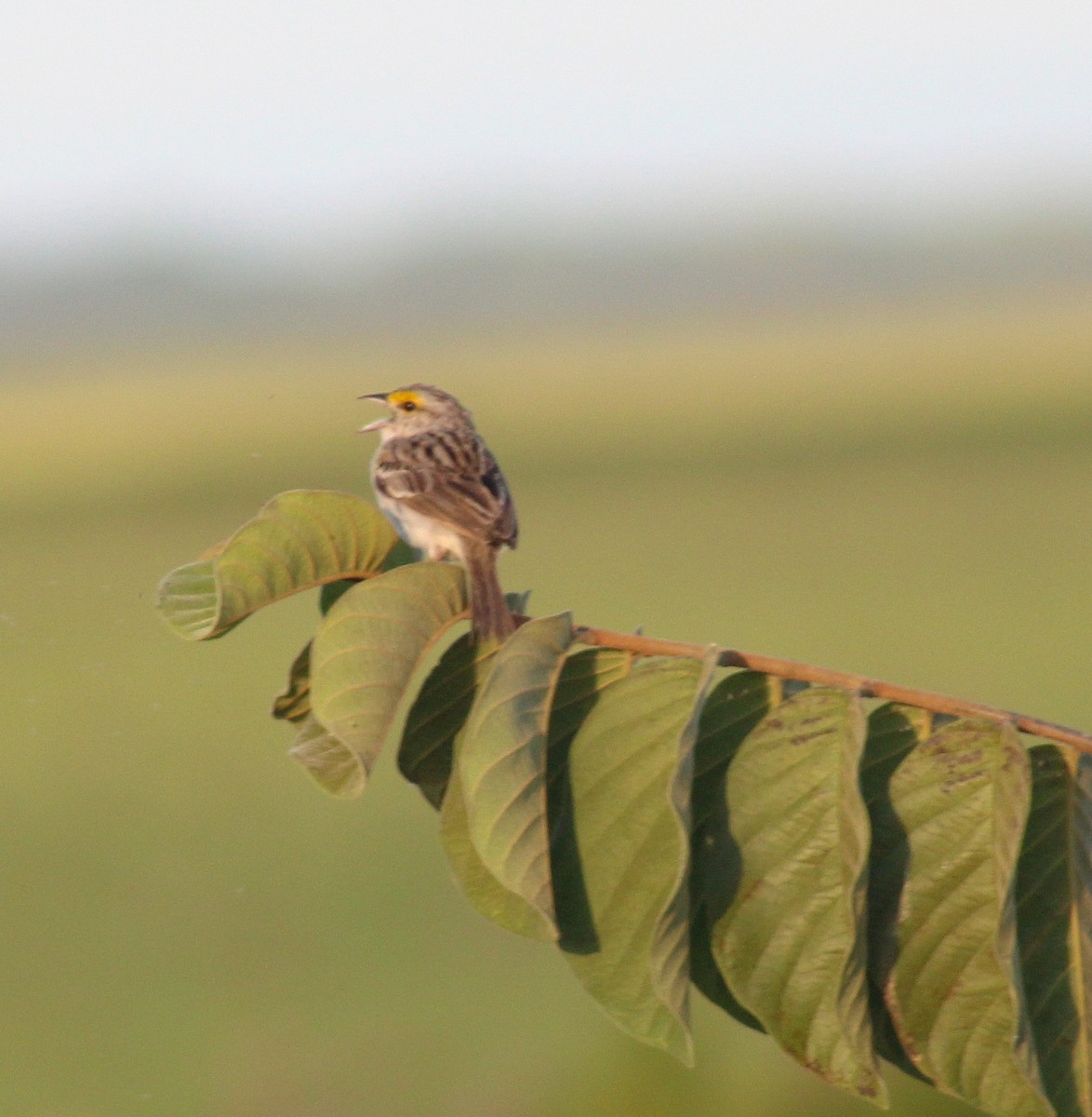Yellow-browed Sparrow - ML645881043