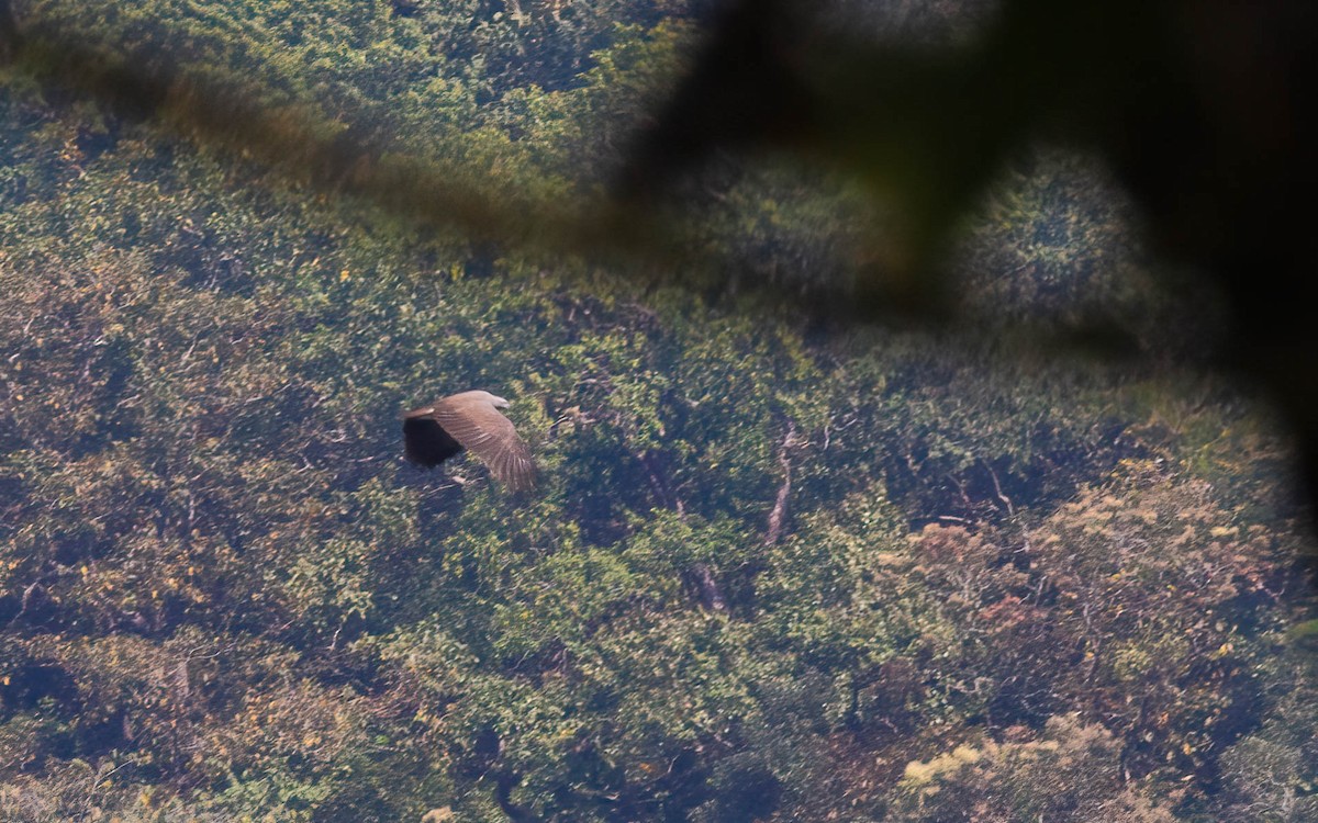 Lesser Fish-Eagle - ML645881045