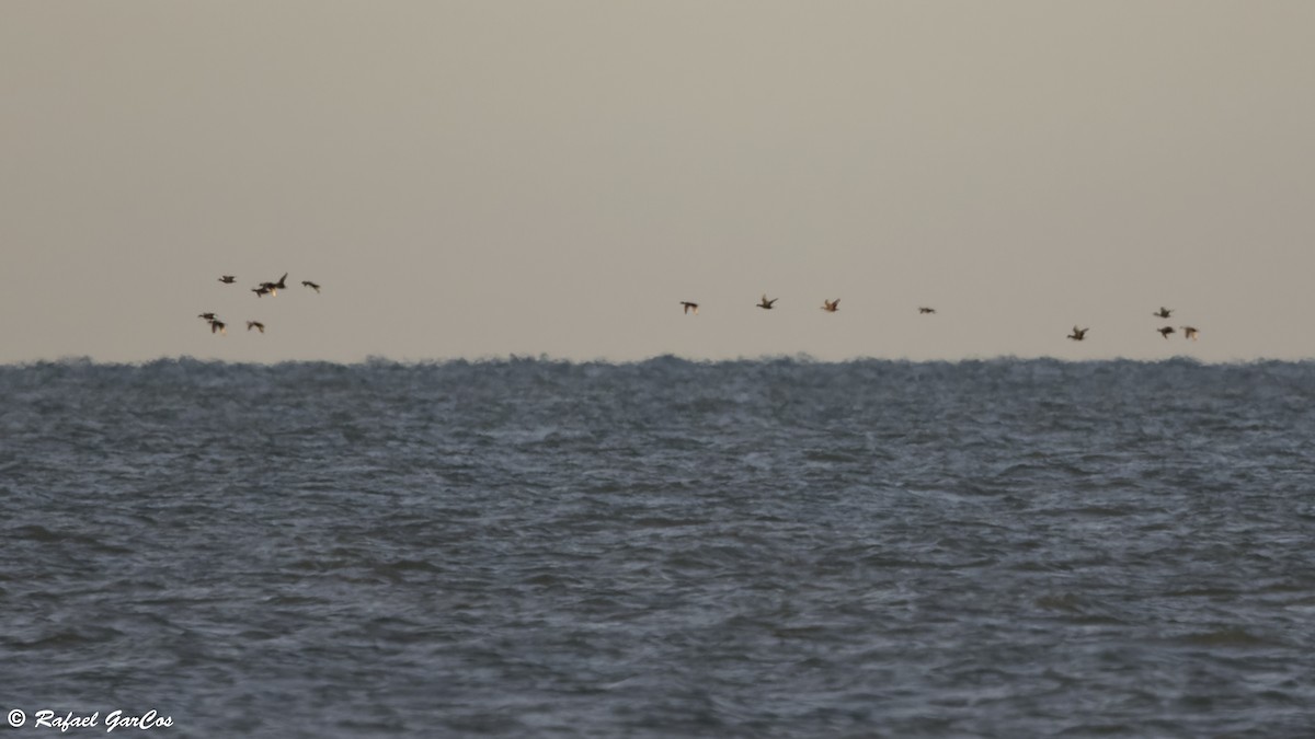 Common Scoter - ML645881047