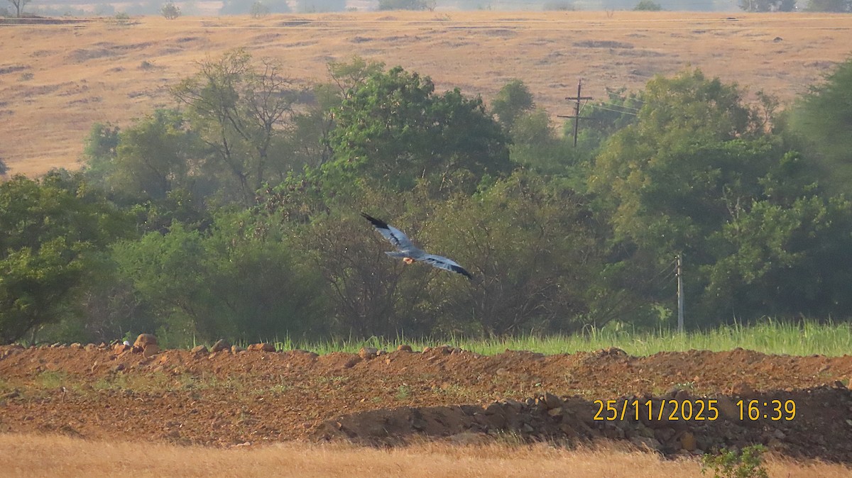 Montagu's Harrier - ML645881052