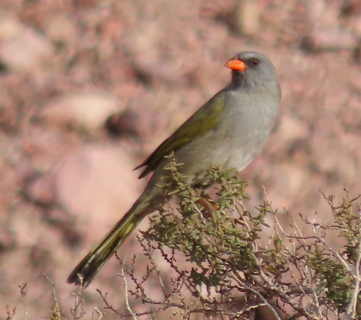 Great Pampa-Finch - ML645881057