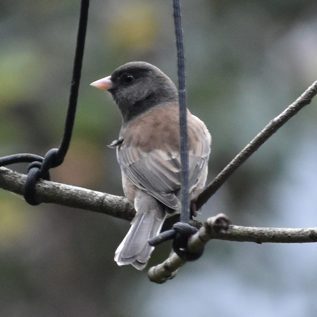 Winterammer - ML645881064