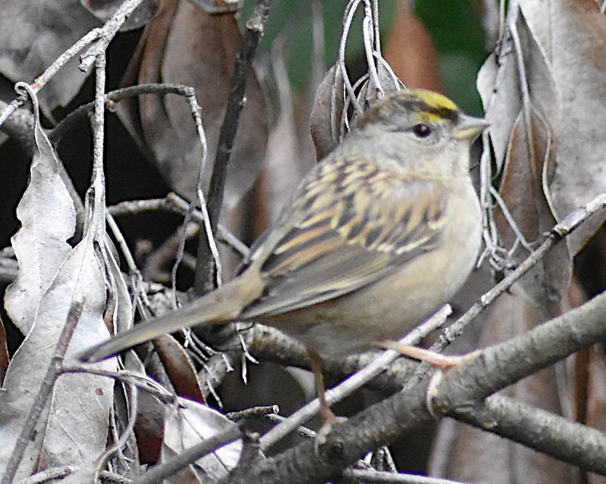 Kronenammer - ML645881067