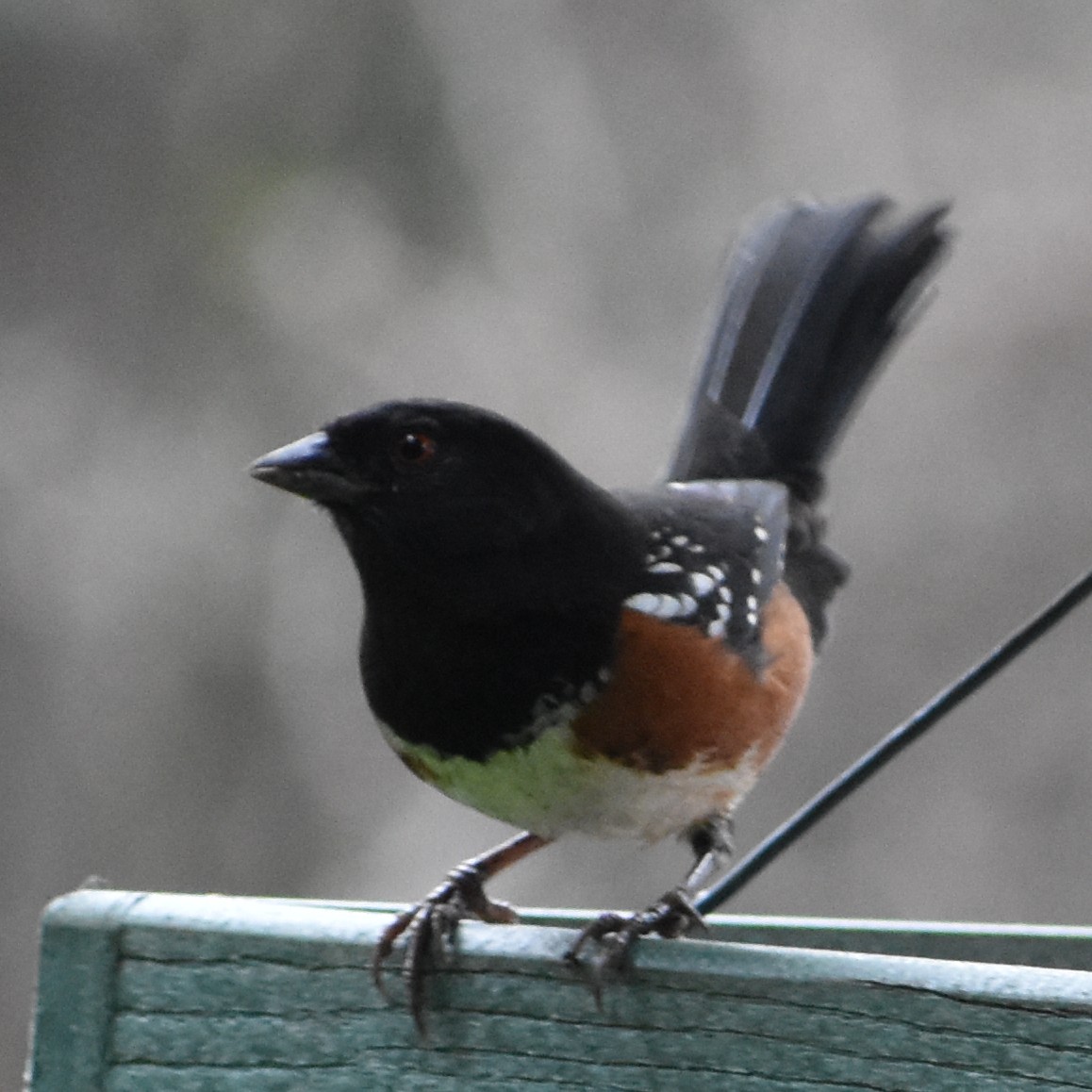 Fleckengrundammer - ML645881071