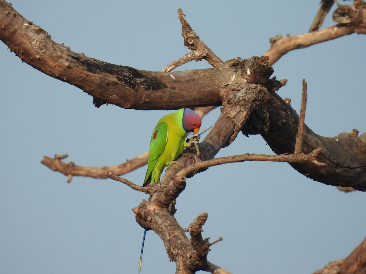 コセイインコ - ML645881076