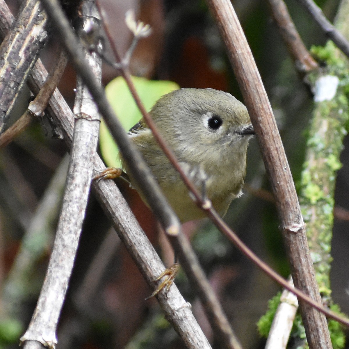 ルビーキクイタダキ - ML645881078