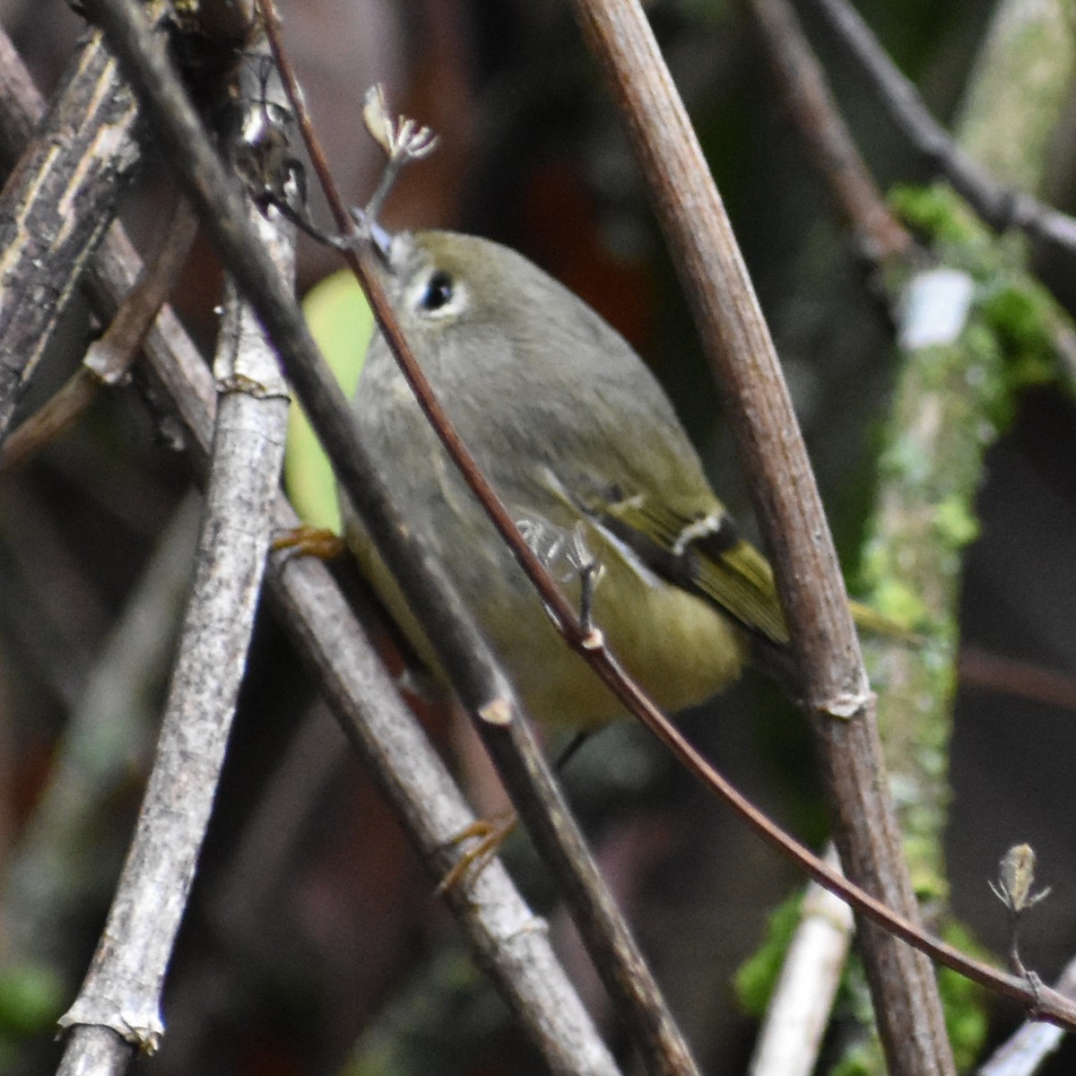 ルビーキクイタダキ - ML645881079