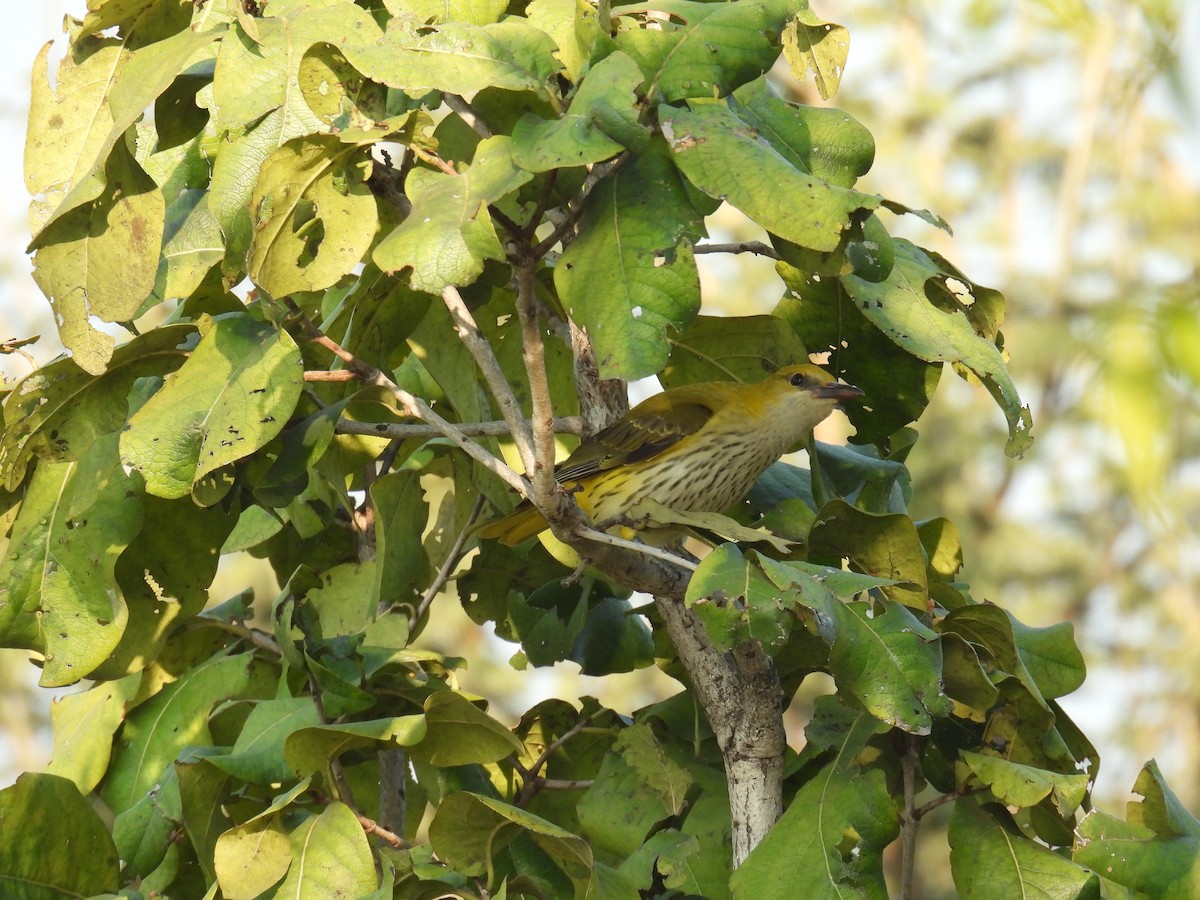 Indian Golden Oriole - ML645881081
