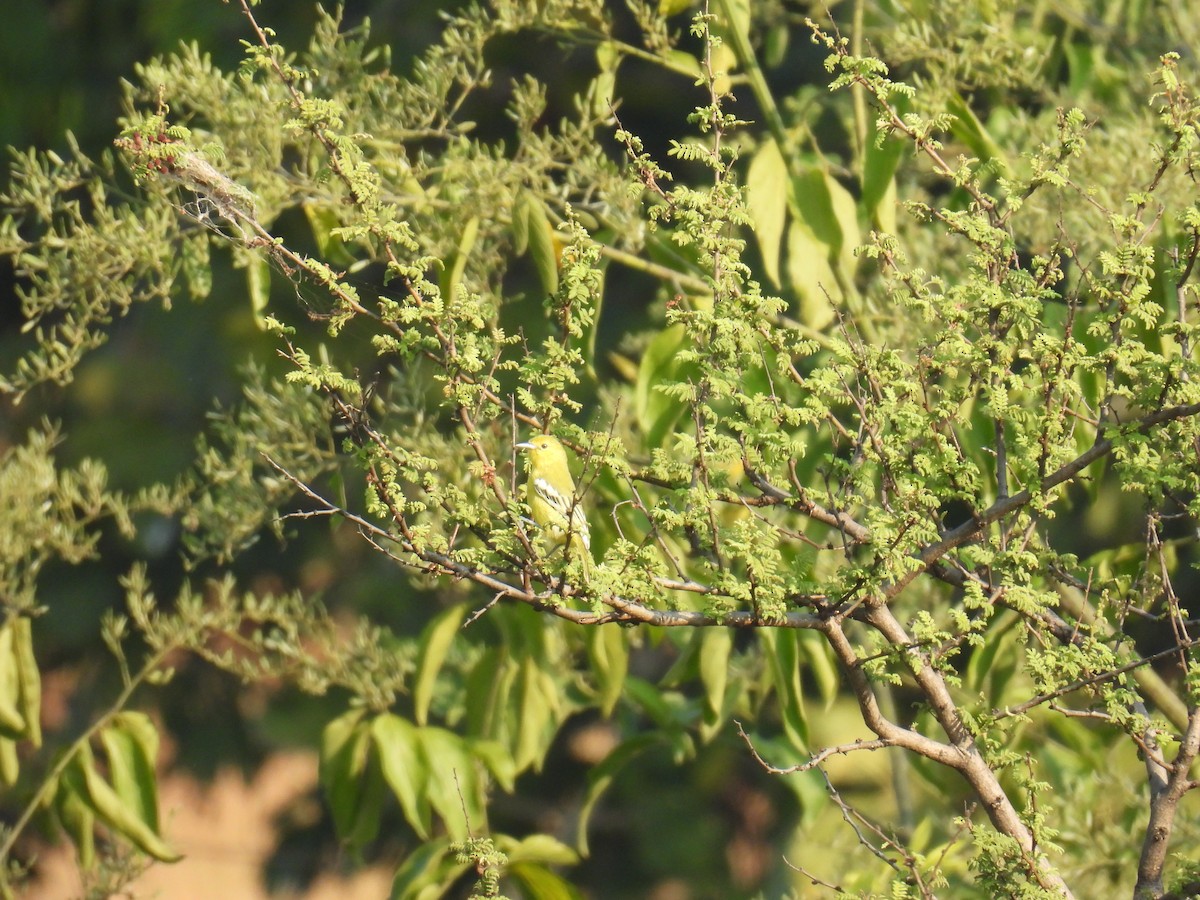 Indian Golden Oriole - ML645881082