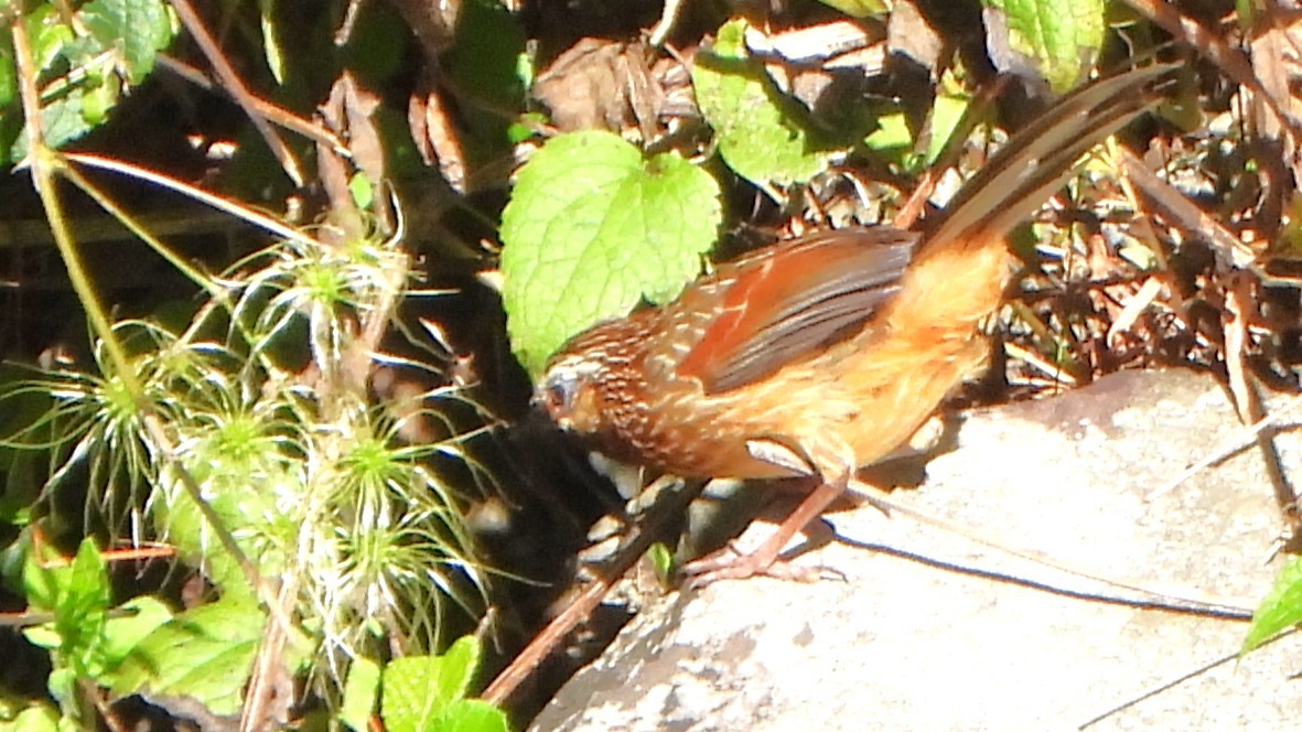 Striped Laughingthrush - ML645881084