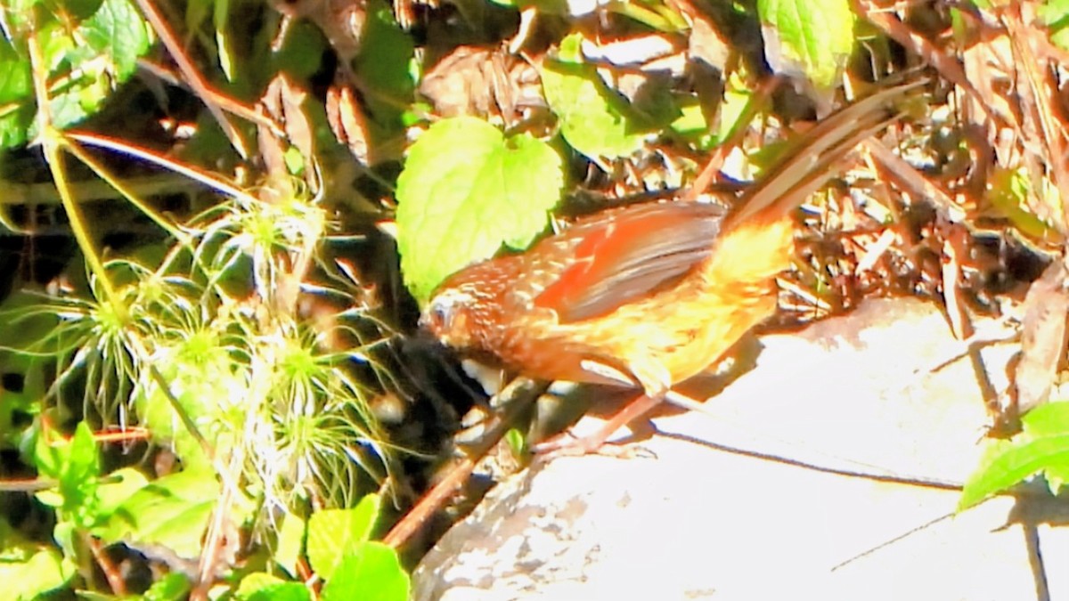 Striped Laughingthrush - ML645881085