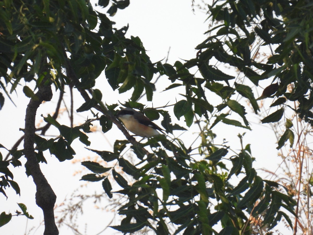 Pie-grièche à bandeau - ML645881092