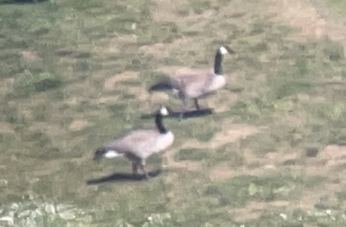 Barnacla Canadiense Grande - ML645881097