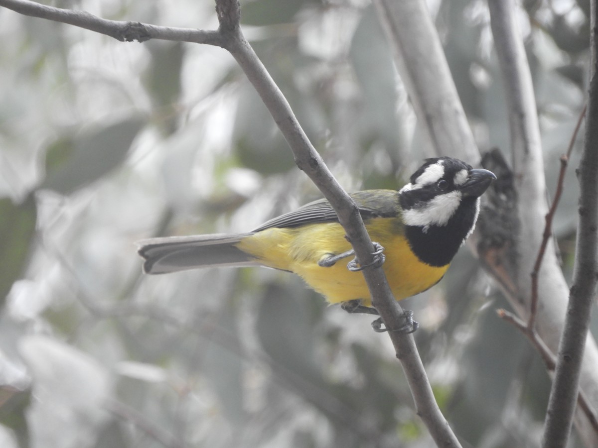 Eastern Shrike-tit - ML645881115