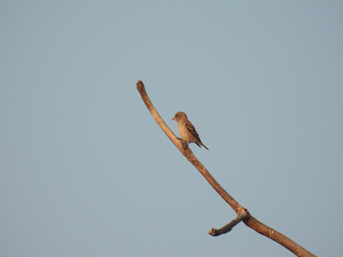 Yellow-throated Sparrow - ML645881122