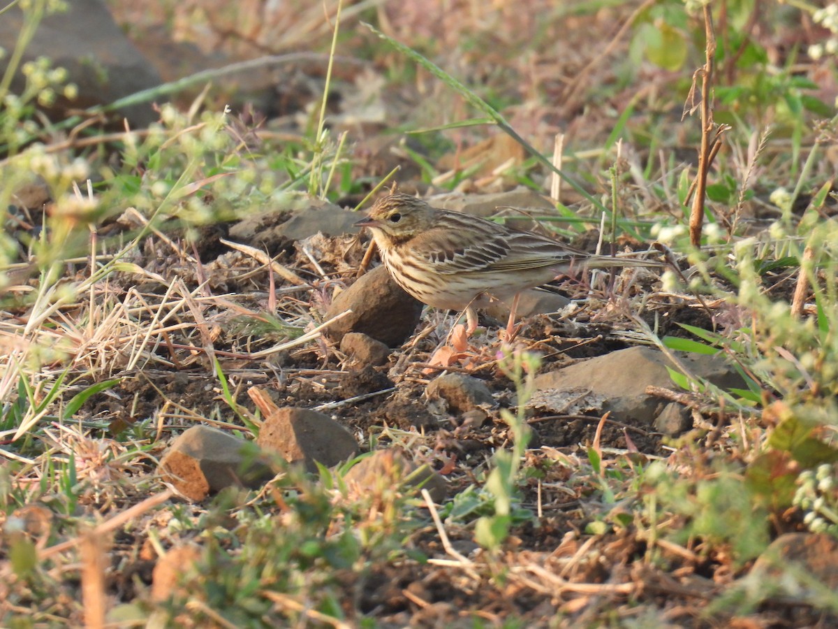 Tree Pipit - ML645881129
