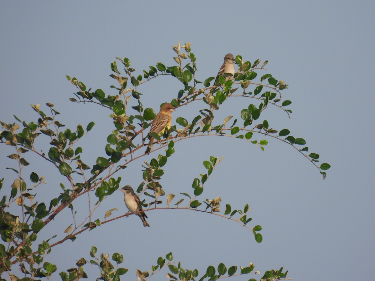 Red-headed Bunting - ML645881131