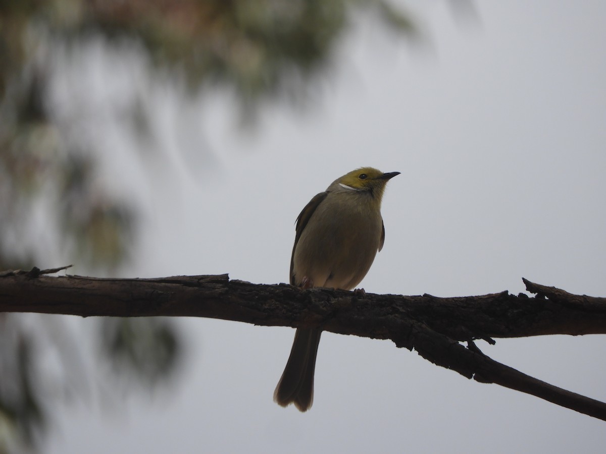 White-plumed Honeyeater - ML645881132