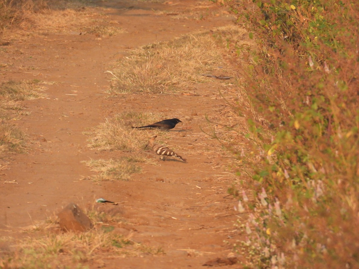 Black Drongo - ML645881144