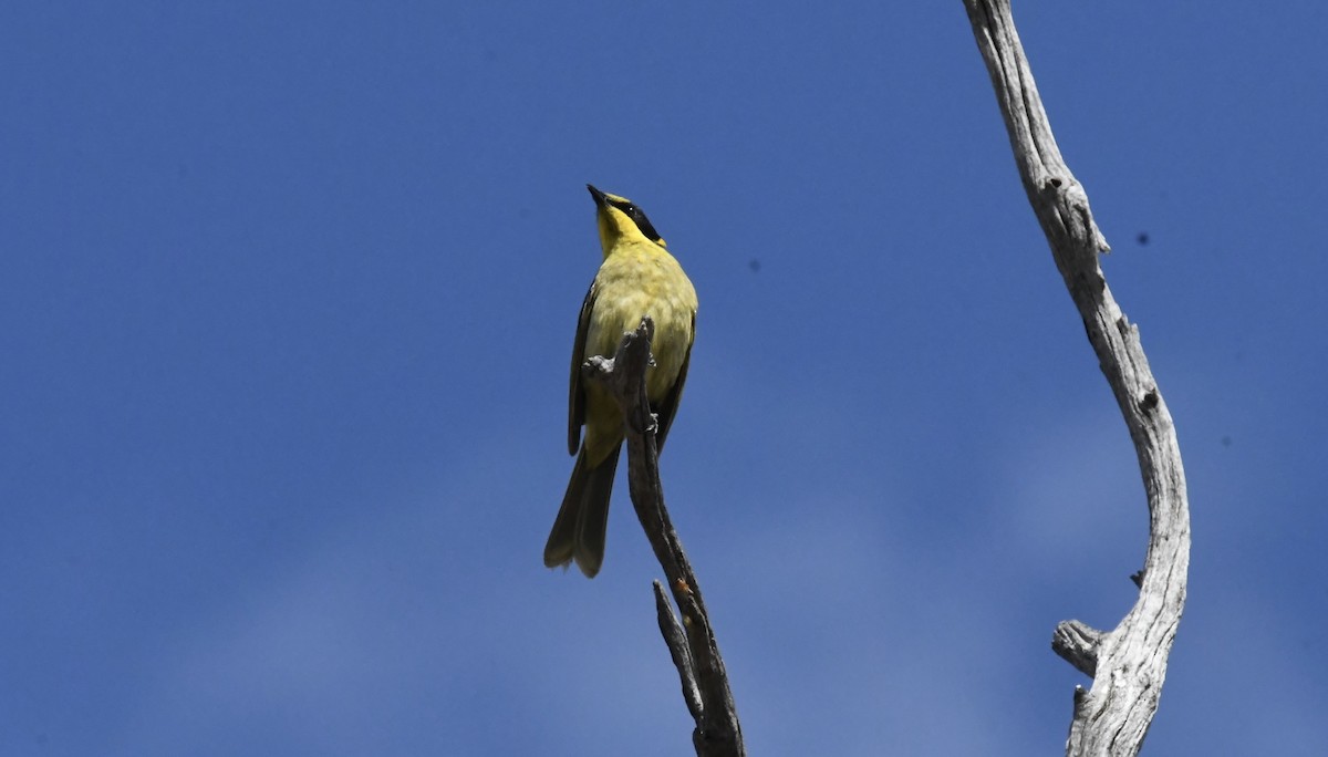Yellow-tufted Honeyeater - ML645881155