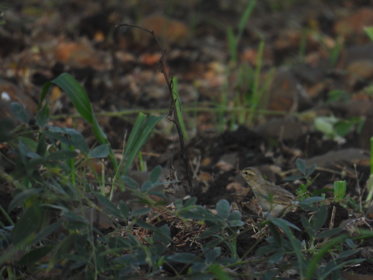 old world warbler sp. - ML645881168