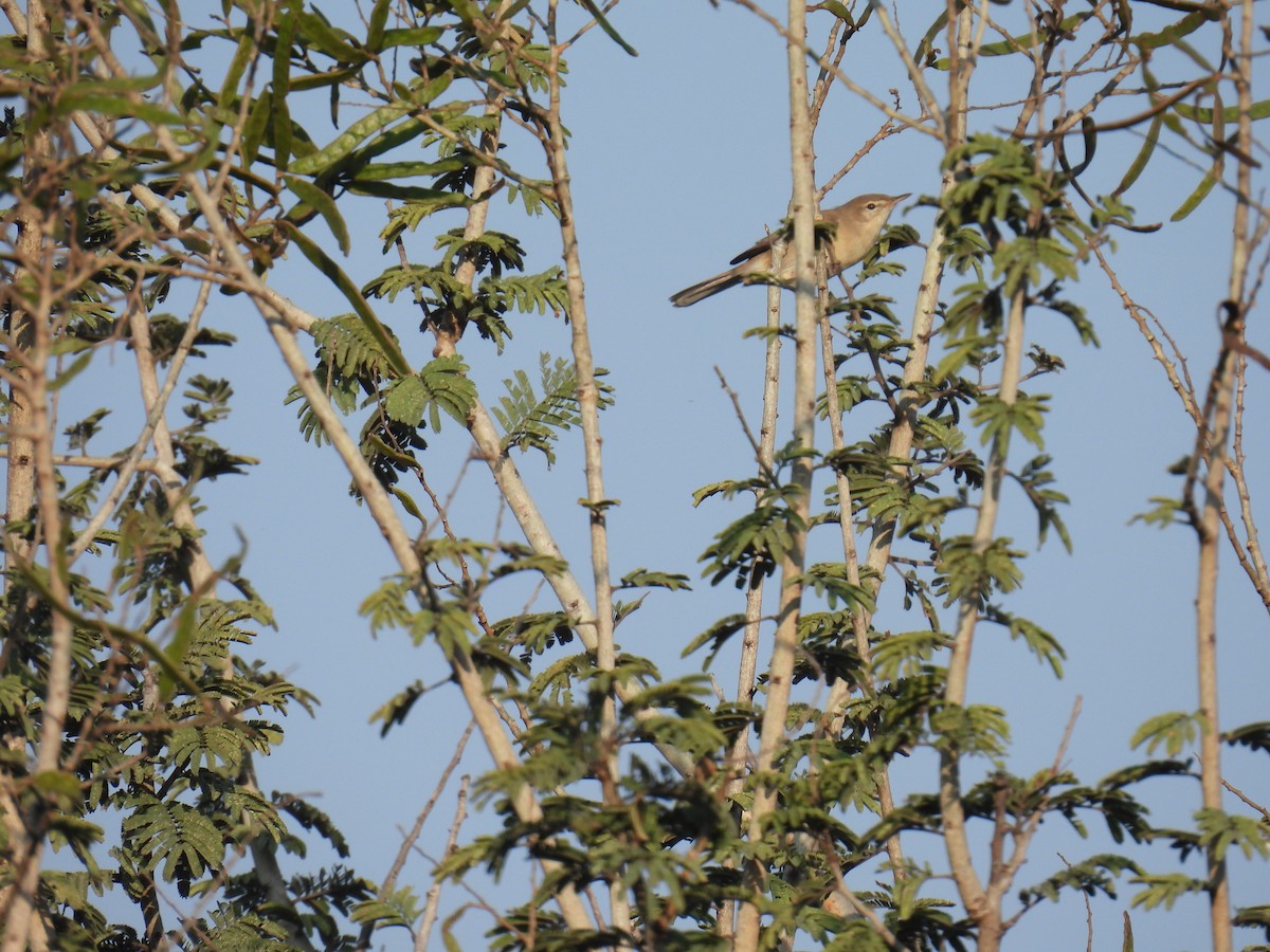 old world warbler sp. - ML645881169