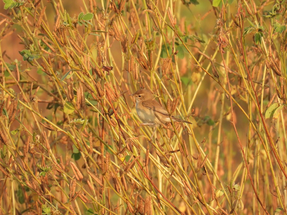old world warbler sp. - ML645881170
