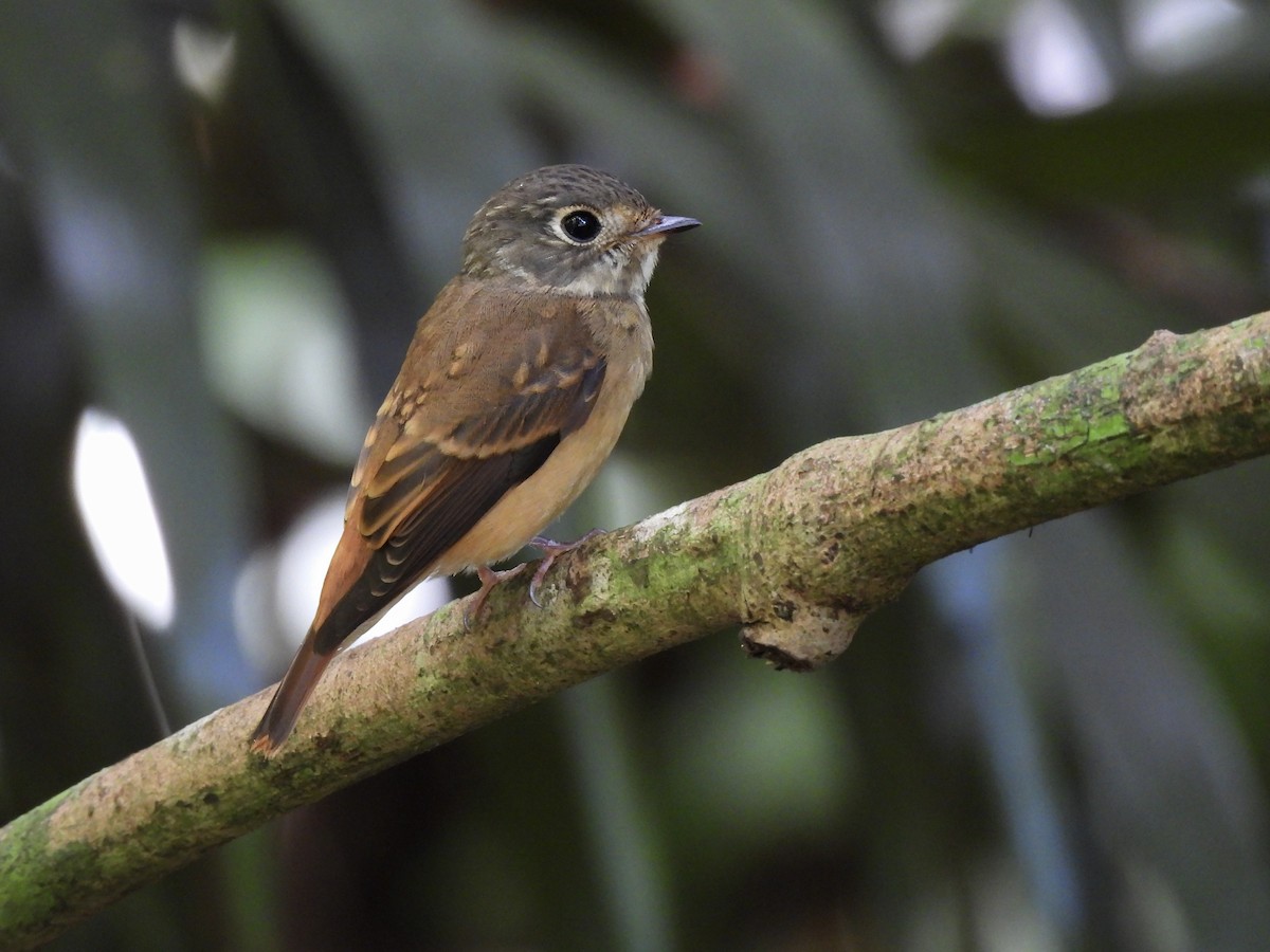 Gobemouche ferrugineux - ML645881178