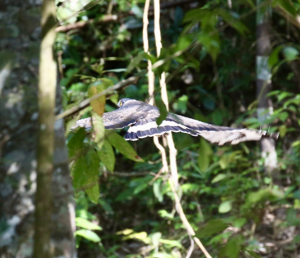 Culebrera Chiíla - ML645881179