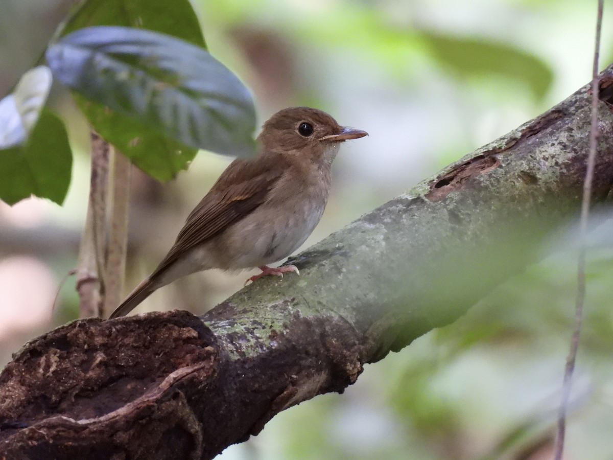 Brown-chested Jungle Flycatcher - ML645881180