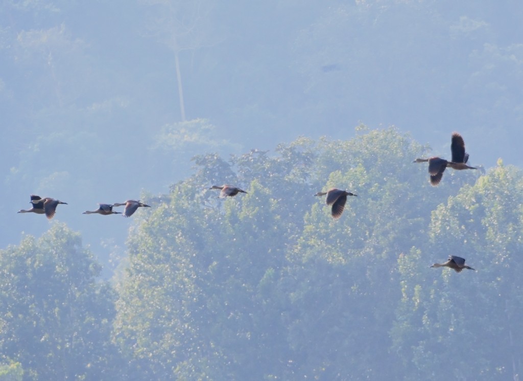 Lesser Whistling-Duck - ML645881181