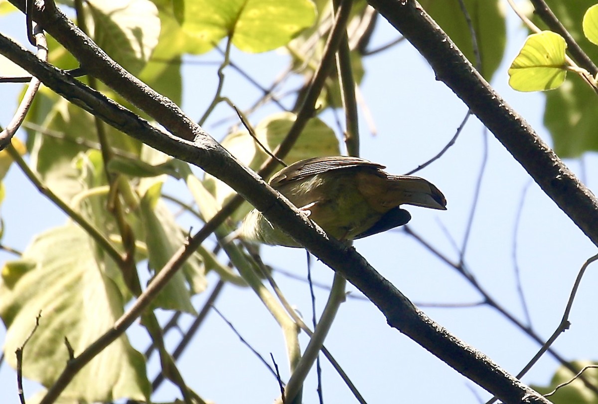 Cream-vented Bulbul - ML645881182