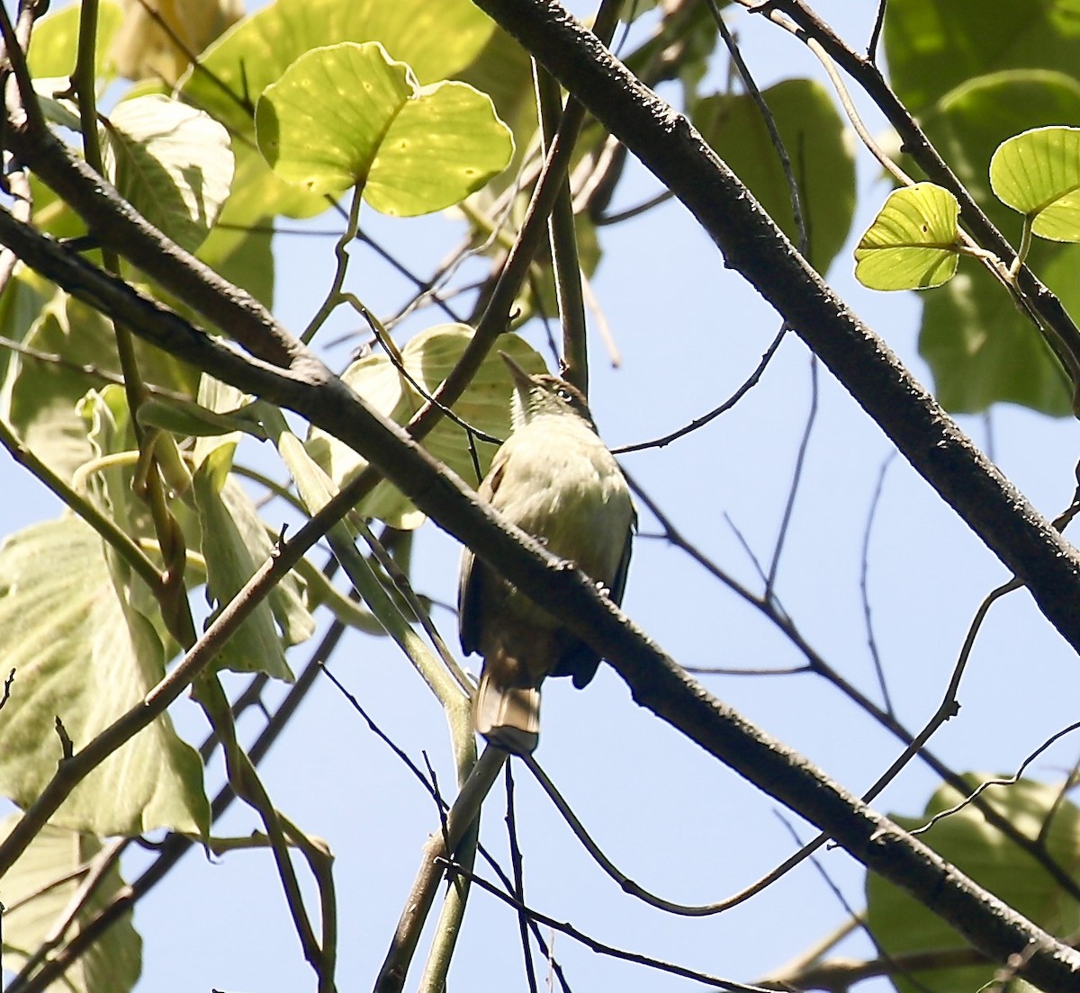 Cream-vented Bulbul - ML645881183