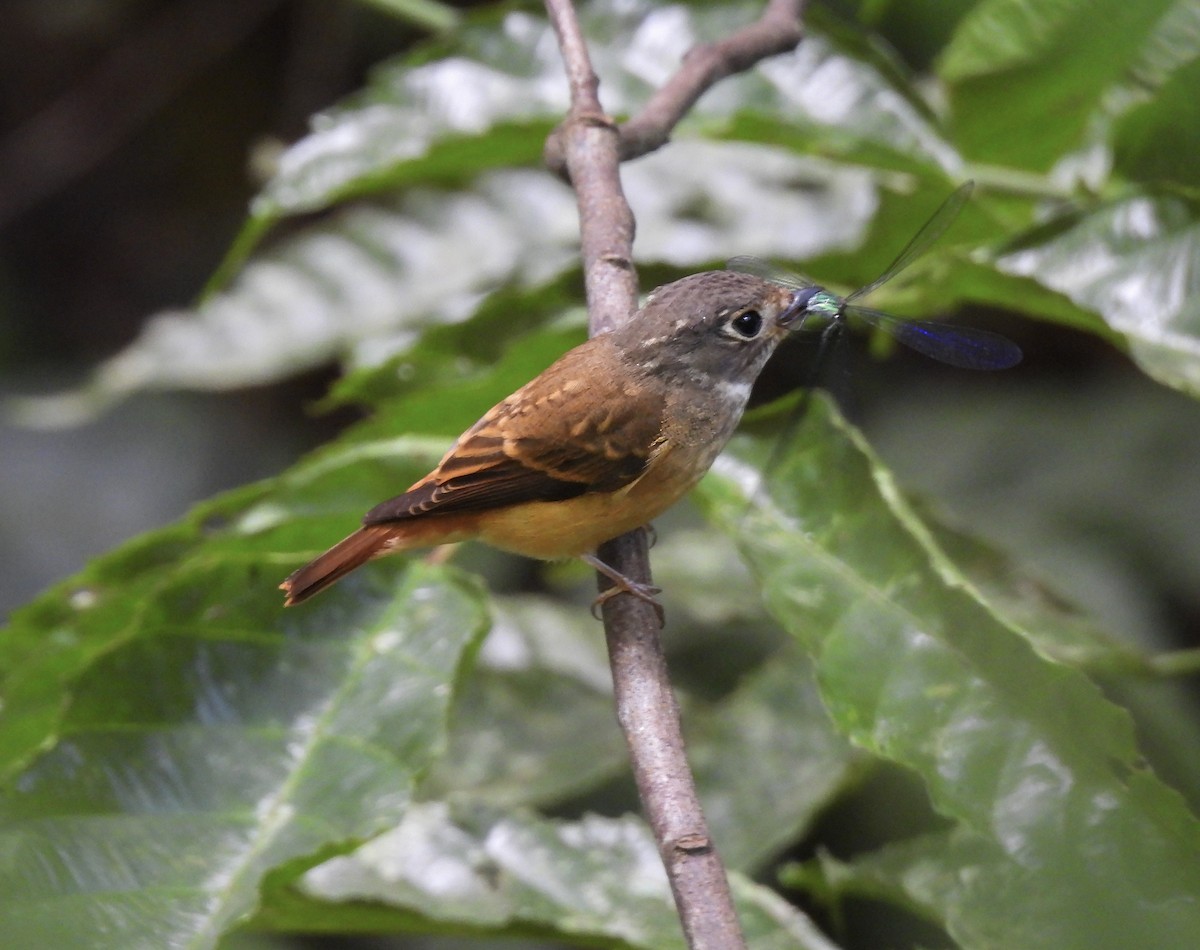 Gobemouche ferrugineux - ML645881185