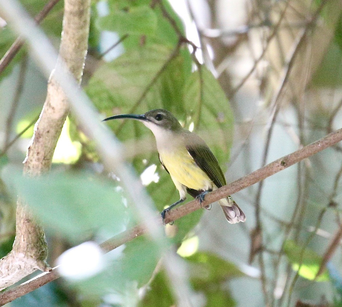 Little Spiderhunter - ML645881187