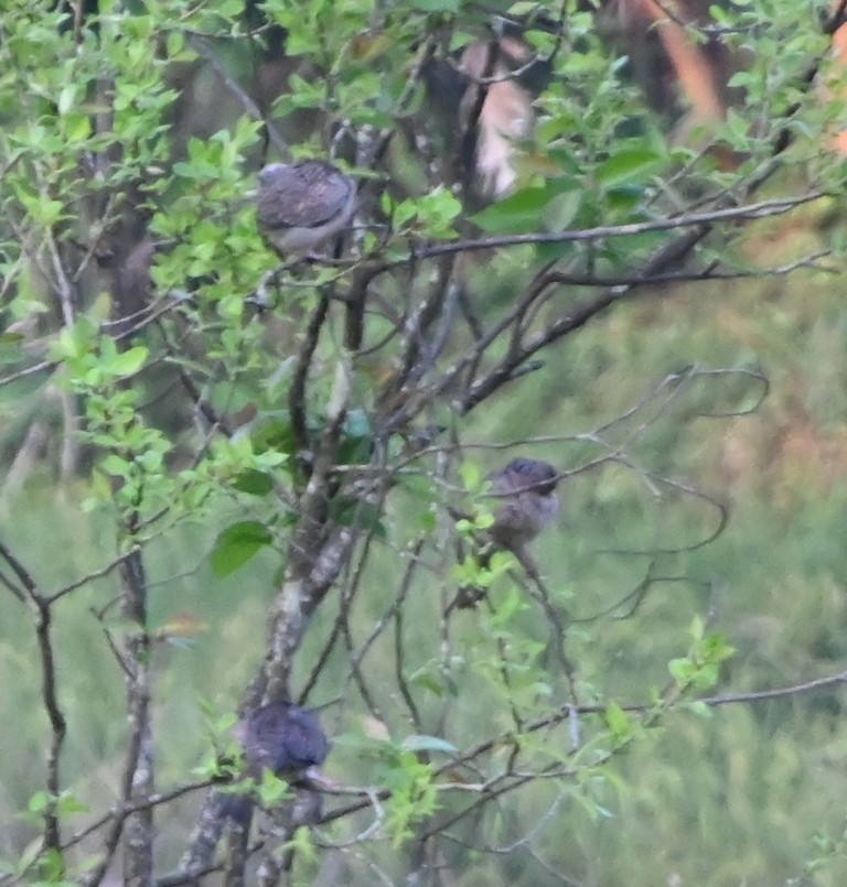 Spotted Dove - ML645881188