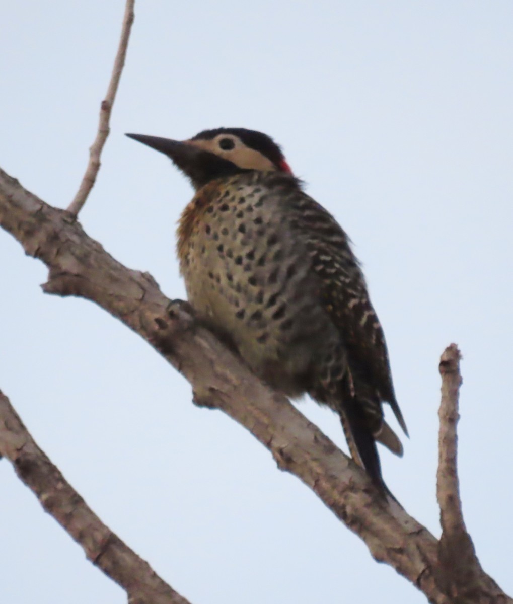 Черноусый дятел - ML645881192